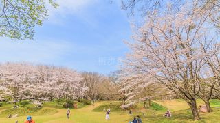 たくさん桜の木がありました