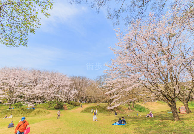 たくさん桜の木がありました