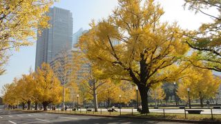 イチョウがきれいに色づいていました