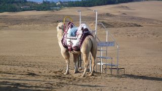 鳥取といえばここ