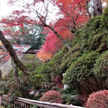 ツツジもたくさんあります。