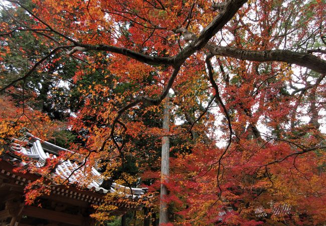 本堂の後ろの傾斜地にはモミジがたくさんありました。