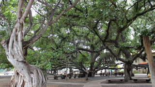 ラハイナのシンボル的存在です