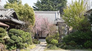 シダレザクラの綺麗なお寺