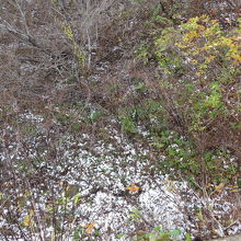 大山の登山道入り口付近には雪が降っていました