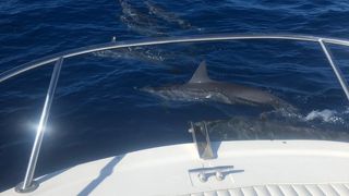 イルカ！ブルーウォーター！！ビッグウェーブ！！！