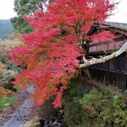 桜の名所　杉の馬場を通り黒門などから城址に上がると広場があります。紅葉が楽しめます