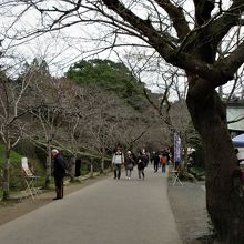 桜の名所　杉の馬場　