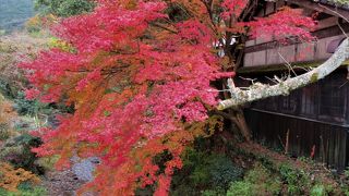 桜の名所　杉の馬場を通り黒門などから城址に上がると広場があります。紅葉が楽しめます