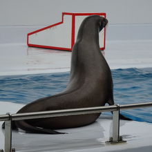 アシカショーは冬を除き1日4回開催