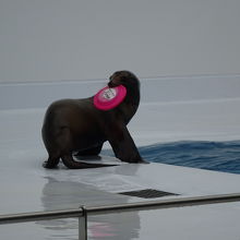 アシカは芸達者です