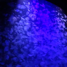 クラゲドリームシアター