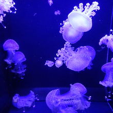 様々なクラゲを見ることができます