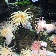 クラゲ以外も楽しめます