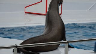 車で行くのが便利です （鶴岡市立加茂水族館）