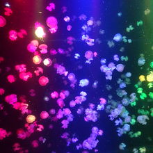 ショータイム中のクラネタリウムは比較的空いています