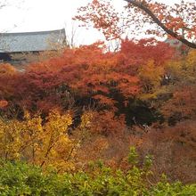 ２週目の方が紅葉していました。