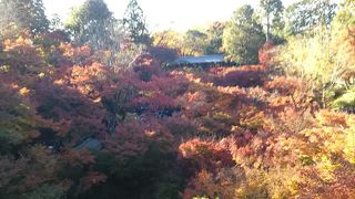 紅葉の東福寺