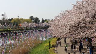 つつじだけではありまえん！