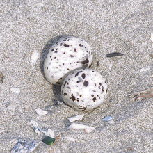 コアジサシの卵