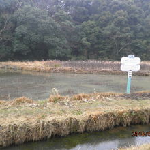 トンボ公園の湿地帯