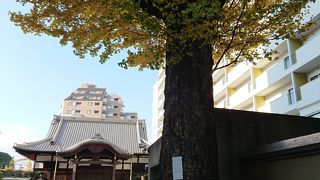 銀杏が見事でした