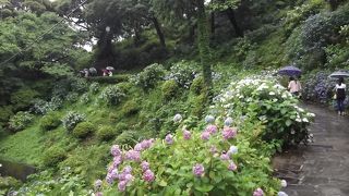 6月　紫陽花に包まれながら(かきわけながら？)歩く下田公園　