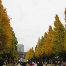 靖国神社のイチョウ黄葉