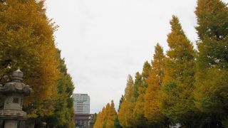 イチョウ黄葉と参拝