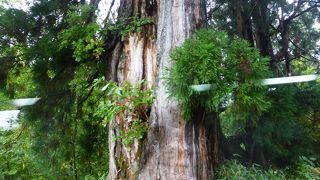 バスから見る仙洞スギ