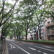 仙台を代表する緑豊かな大通り。
