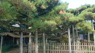 雲竜の松が素晴らしい