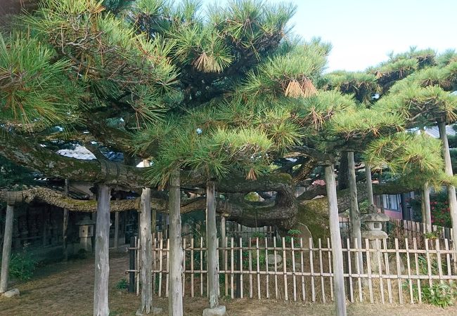 雲竜の松が素晴らしい