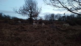 野生のシカがいます。