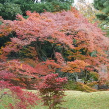乾門前の立派な紅葉