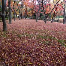 紅葉の絨毯