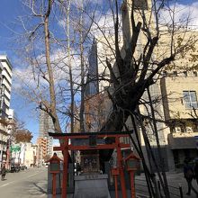 伐ると祟りが？