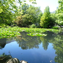 道庁周辺の池