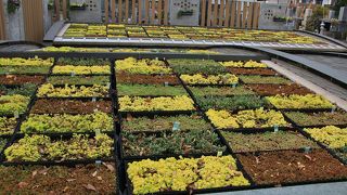 イチョウの黄葉が綺麗