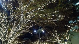 ケヤキ並木の枝に沿ってのびる光が美しい