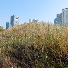 開発が投げ出されたような場所もある