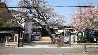 大らかな雰囲気のお寺