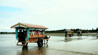 島唄を聞きながら　水牛車に乗って渡ります