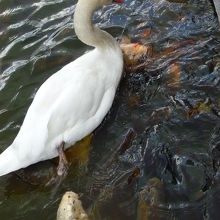 お濠の白鳥と鯉
