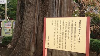 戦災を乗り越えたいちょう