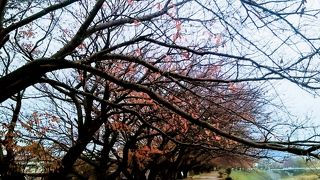朝夕は犬と人の散歩道