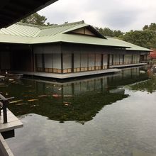 池の鯉がデカイことデカイこと！