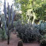 世界各地から植物