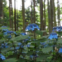山紫陽花「黒姫」