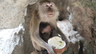 猿がたくさん！